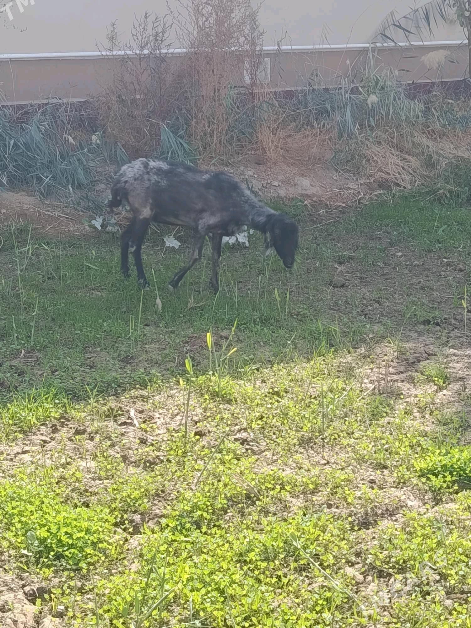 goyun - Wekilbazar - img 1