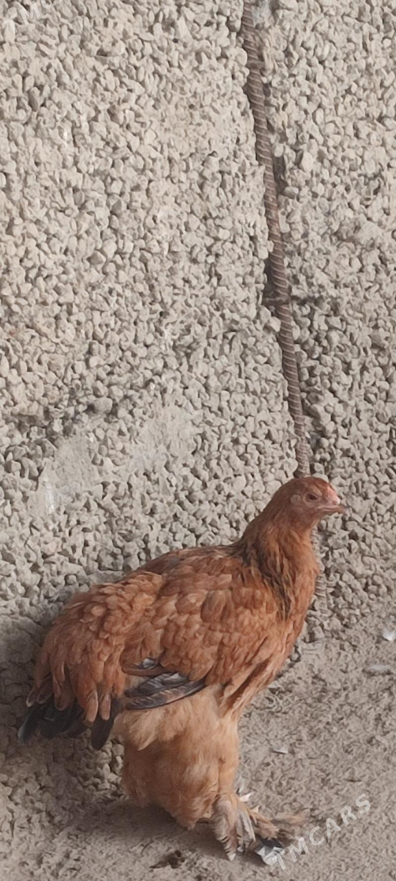 Towuk - Büzmeýin - img 6