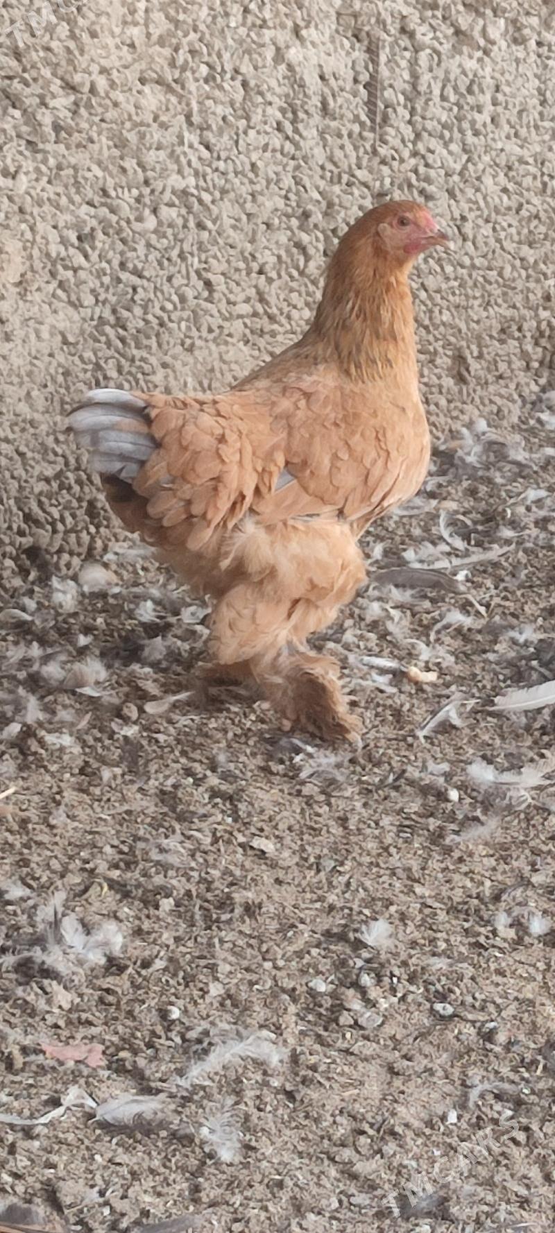 Towuk - Büzmeýin - img 7