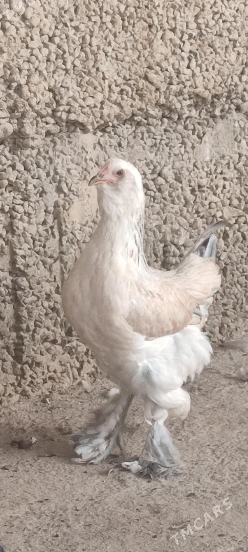 Towuk - Büzmeýin - img 2