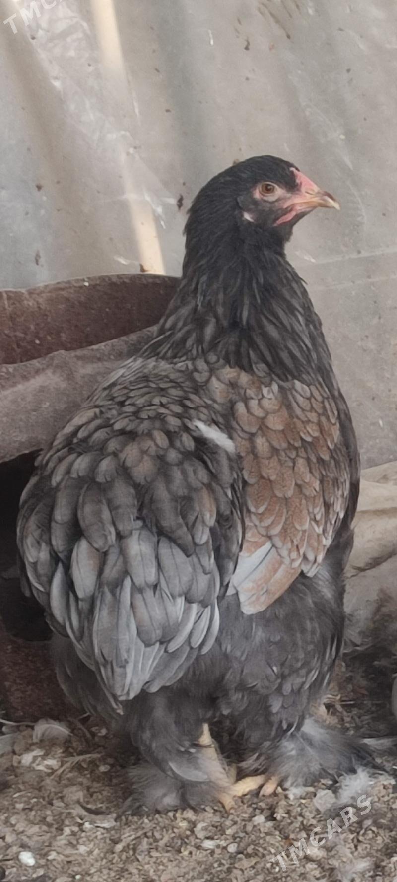 Towuk - Büzmeýin - img 5