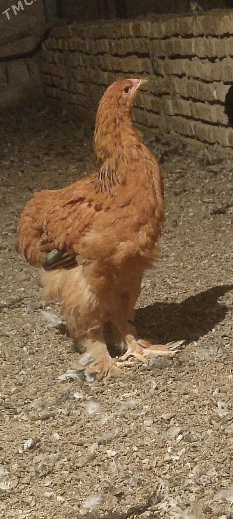 Towuk - Büzmeýin - img 1