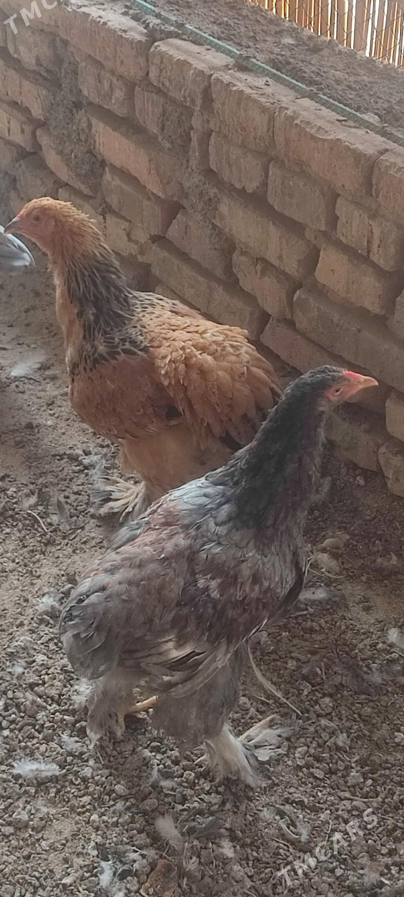 Towuk - Büzmeýin - img 3