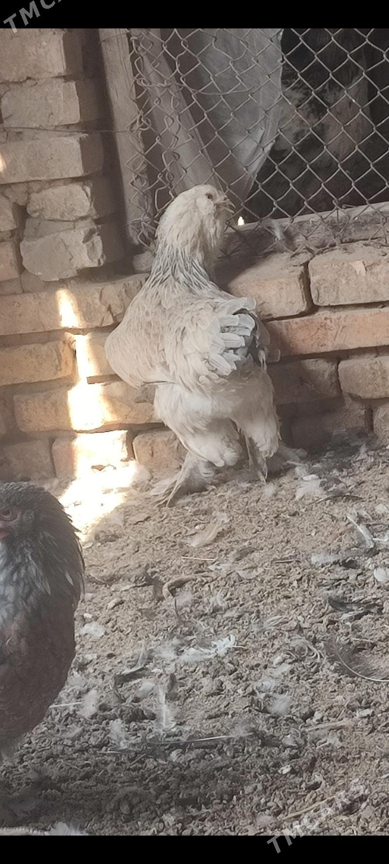 Towuk - Büzmeýin - img 4