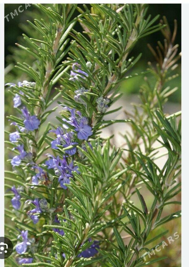 РАЗМОРИН - Ашхабад - img 4