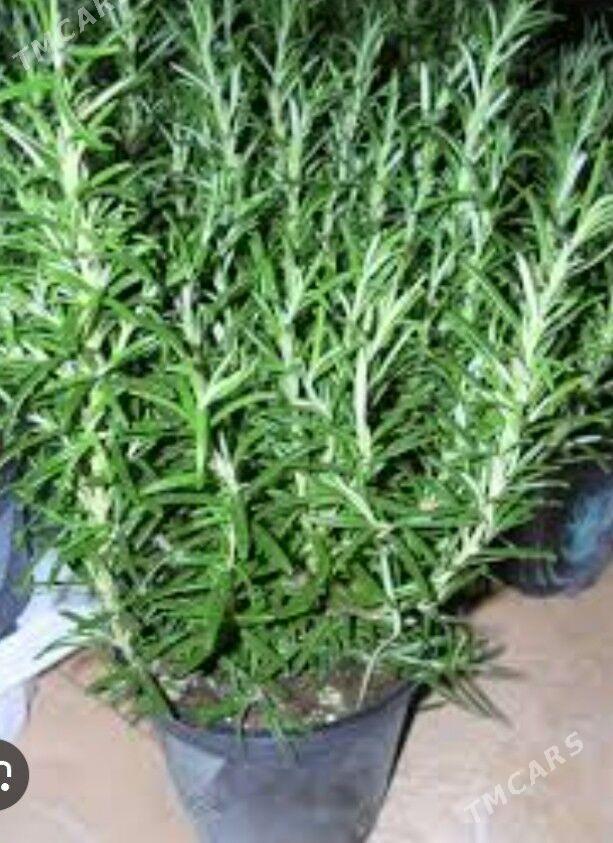 РАЗМОРИН - Ашхабад - img 5