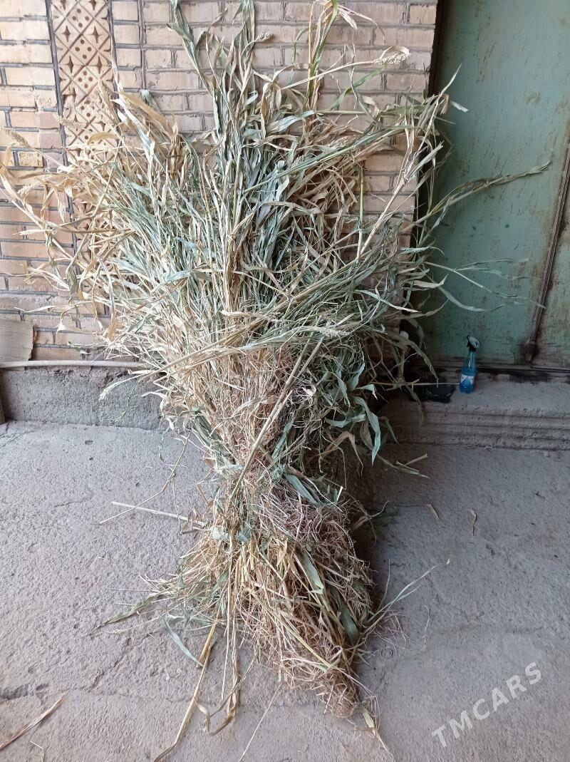 jowen ot - Daşoguz - img 1