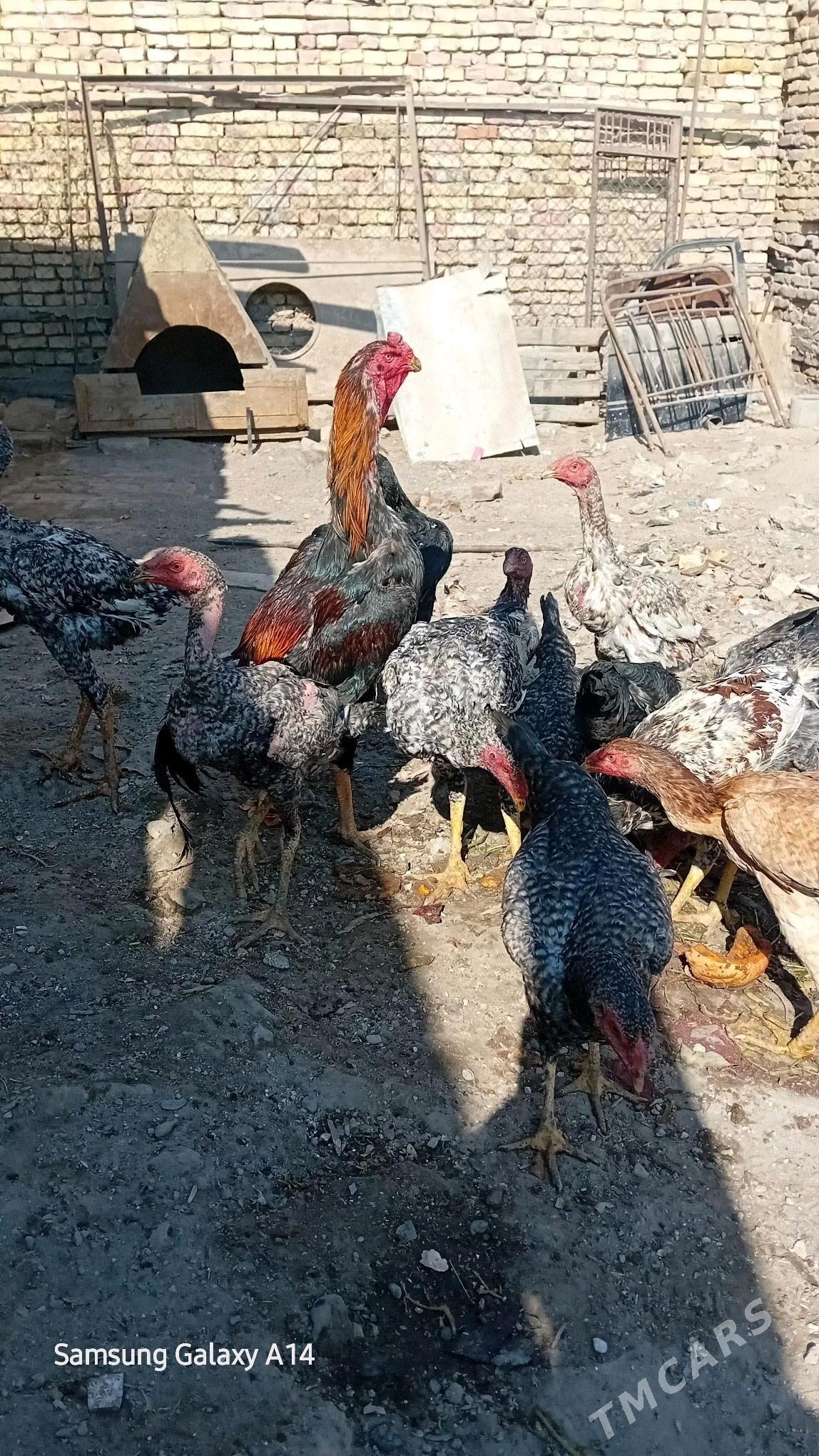 sisarka jujeler - Türkmenabat - img 2