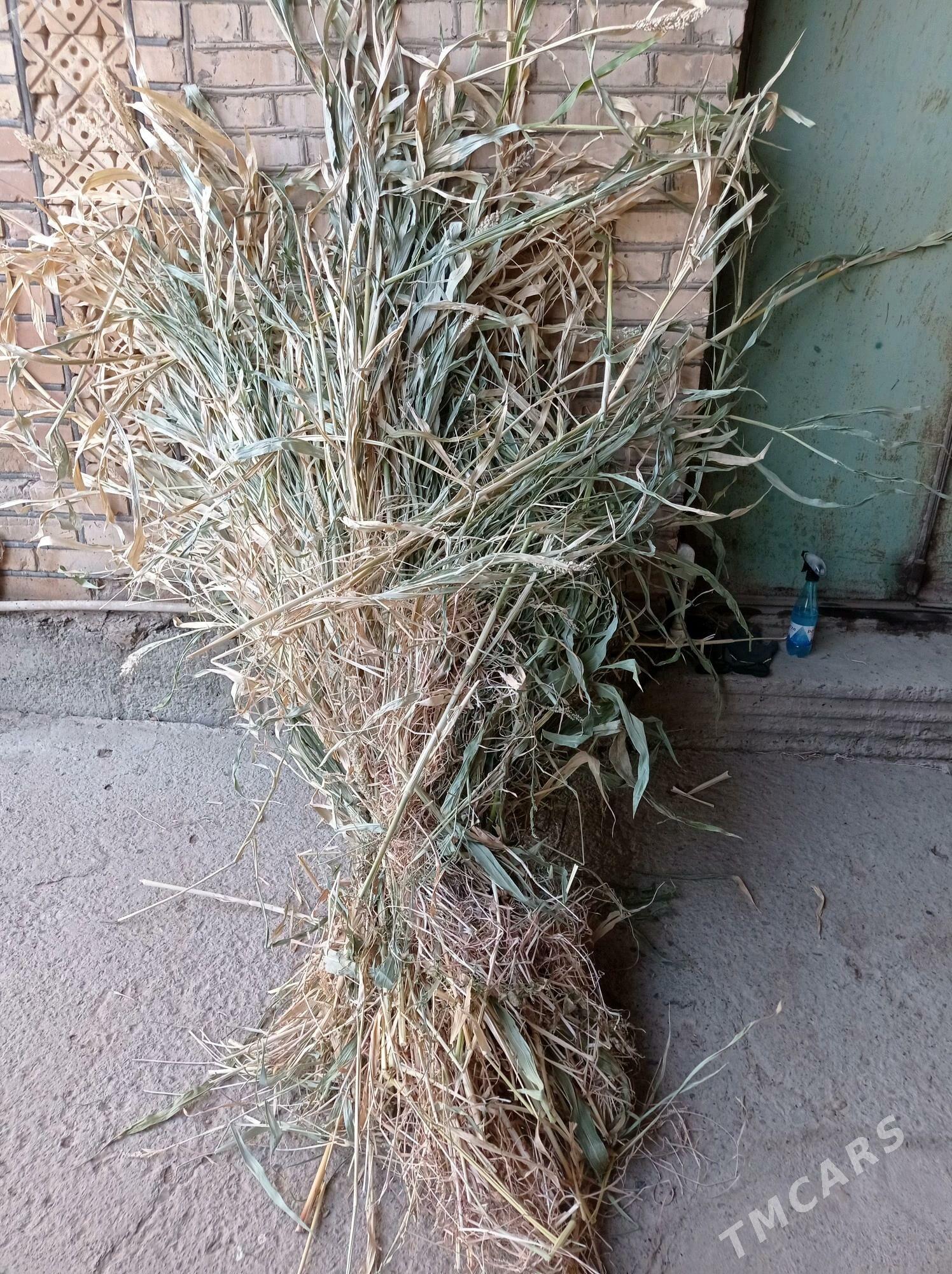 jowen ot - Daşoguz - img 2