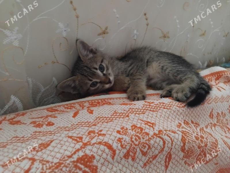 pişijikler - Daşoguz - img 1
