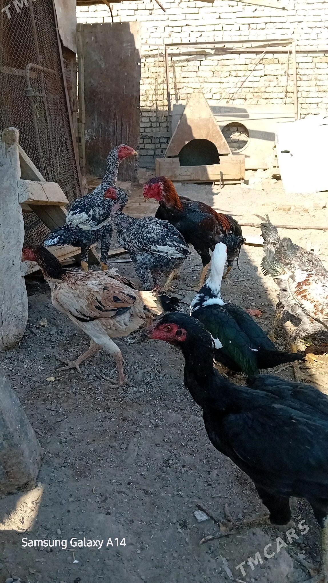 sisarka jujeler - Türkmenabat - img 3