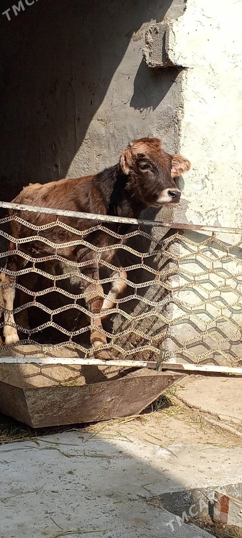 Okuz - Ашхабад - img 3