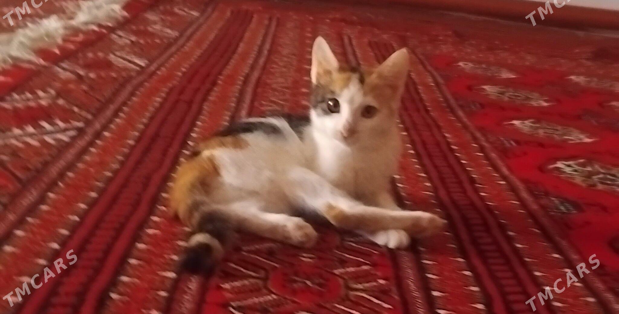 pişijikler - Daşoguz - img 2