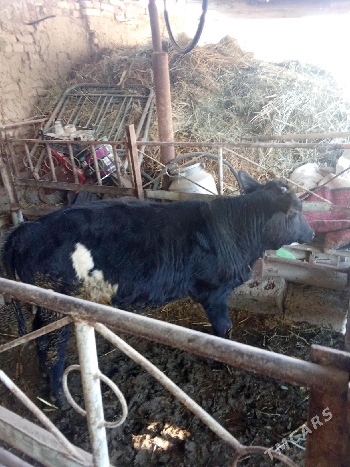 okuz - Мары - img 2