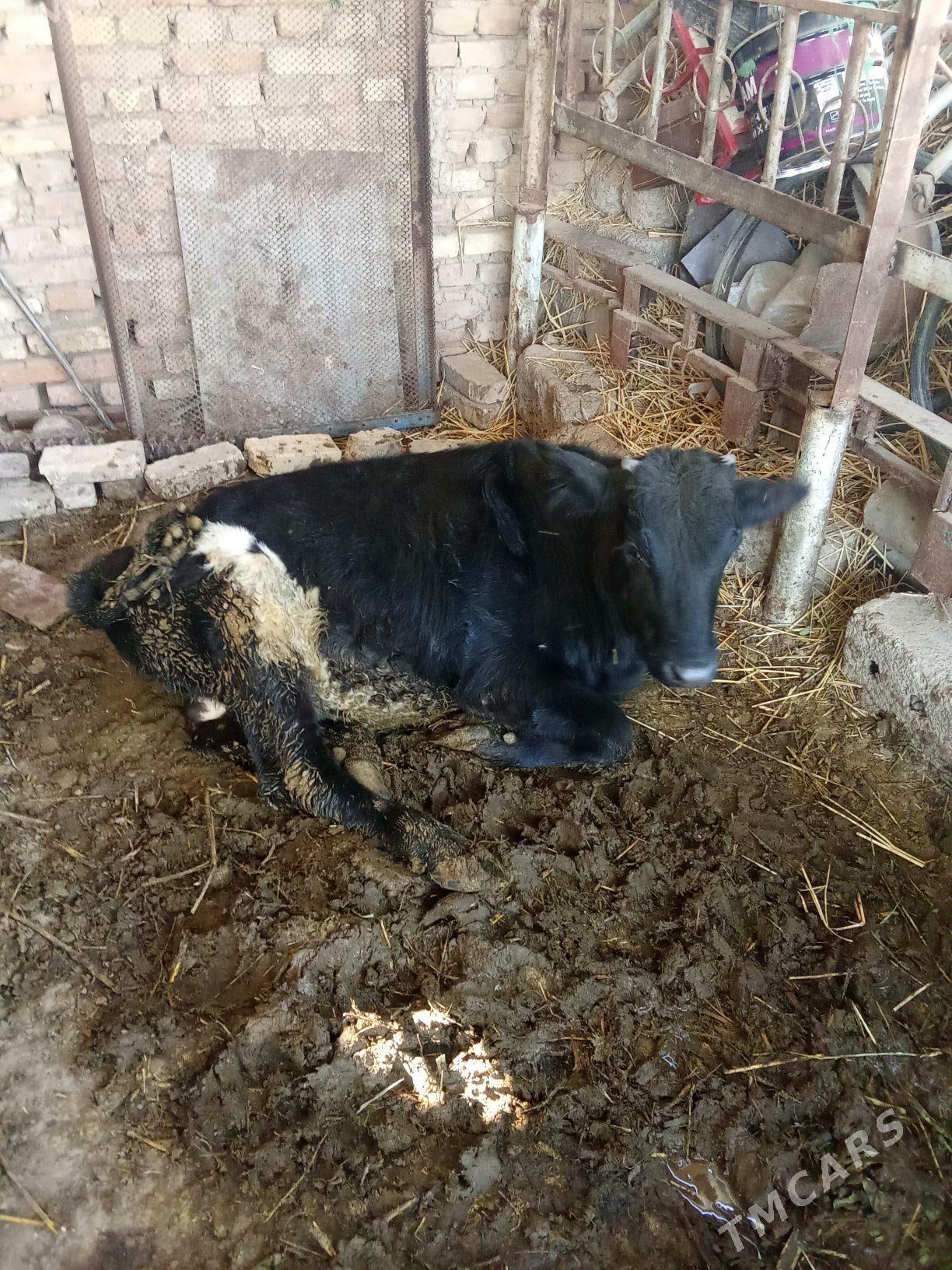 okuz - Мары - img 4