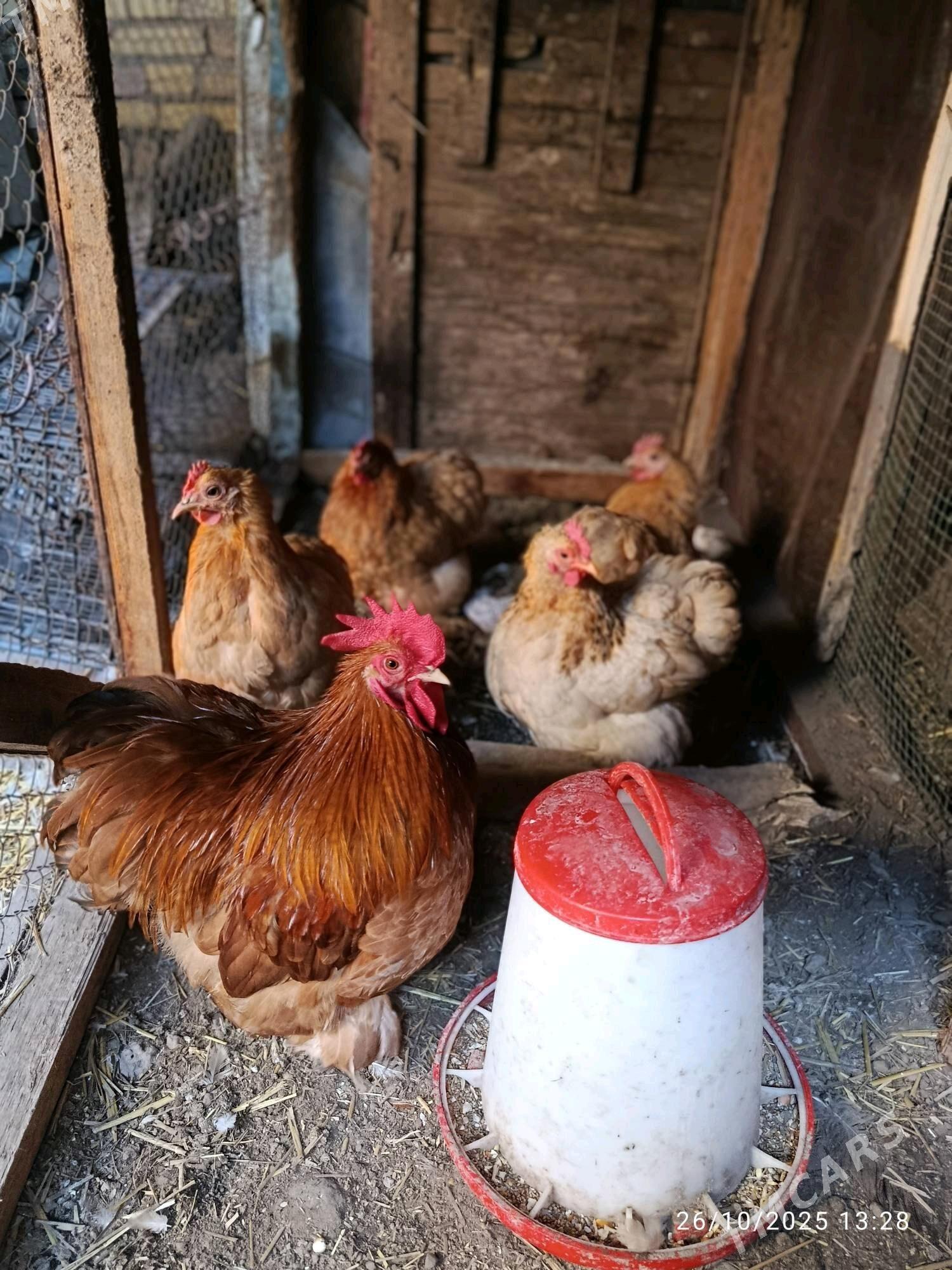 Kohin - Дянев - img 2