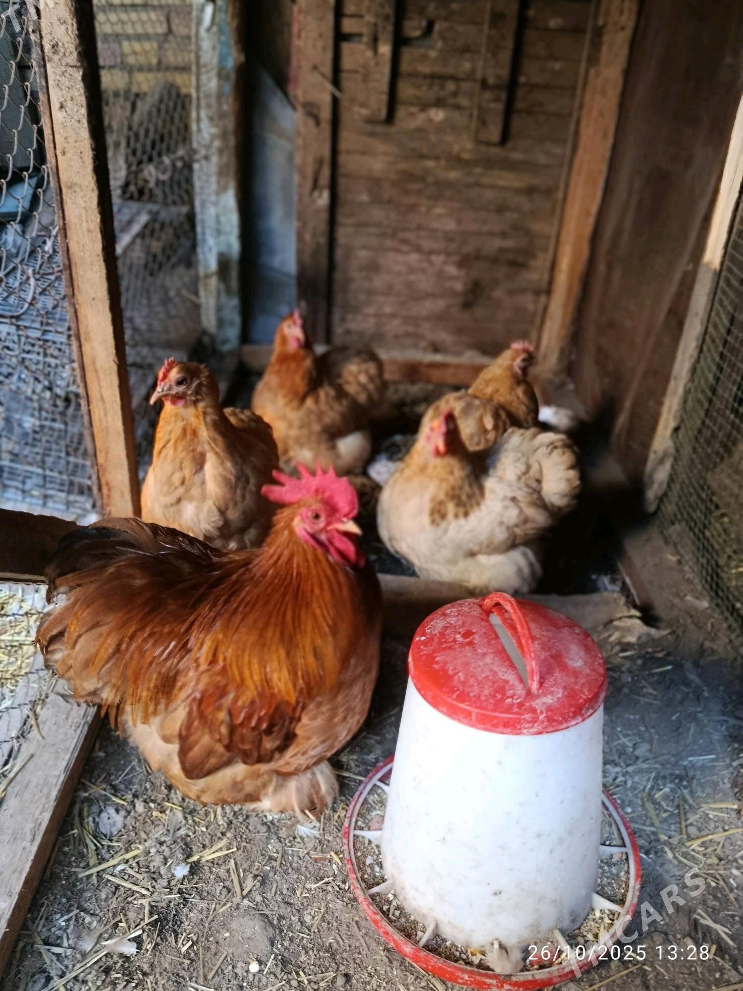 Kohin - Дянев - img 1