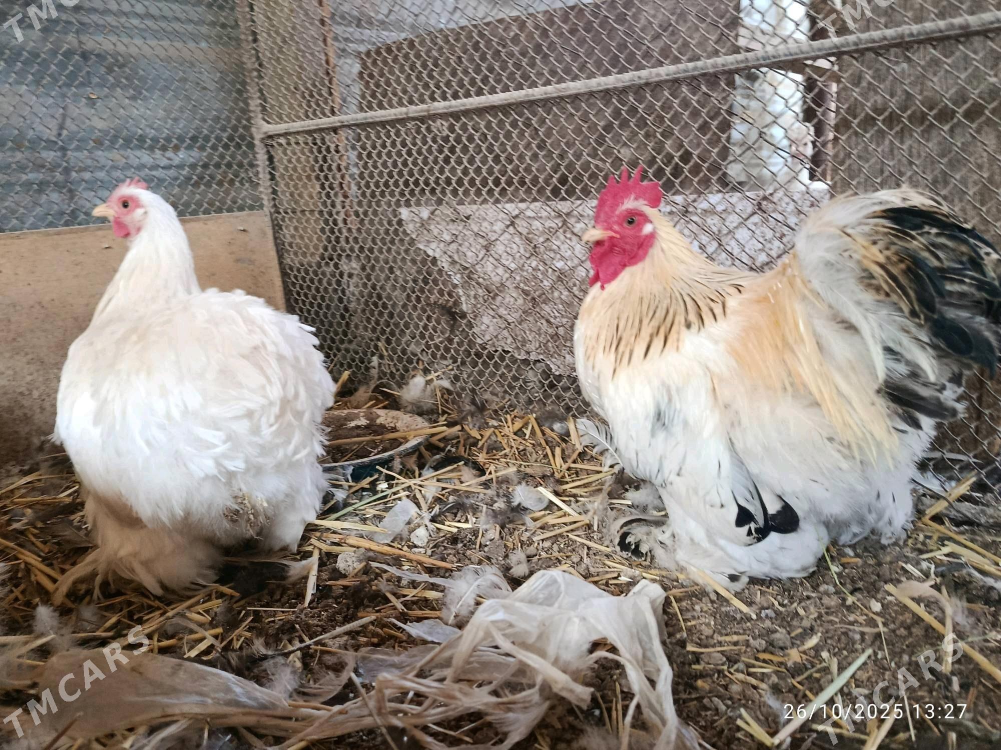 Kohin ak - Дянев - img 2