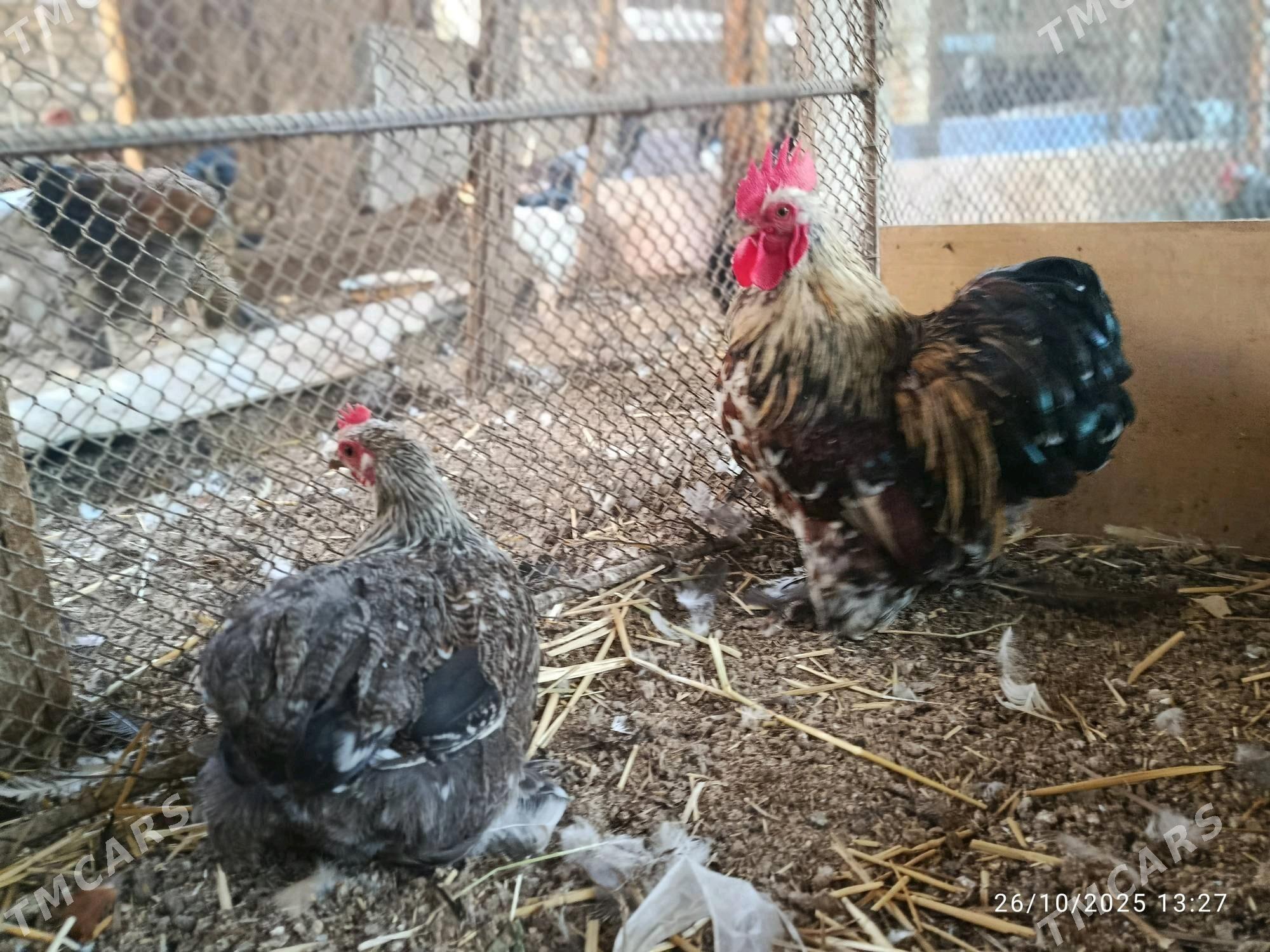 Kohin - Дянев - img 2