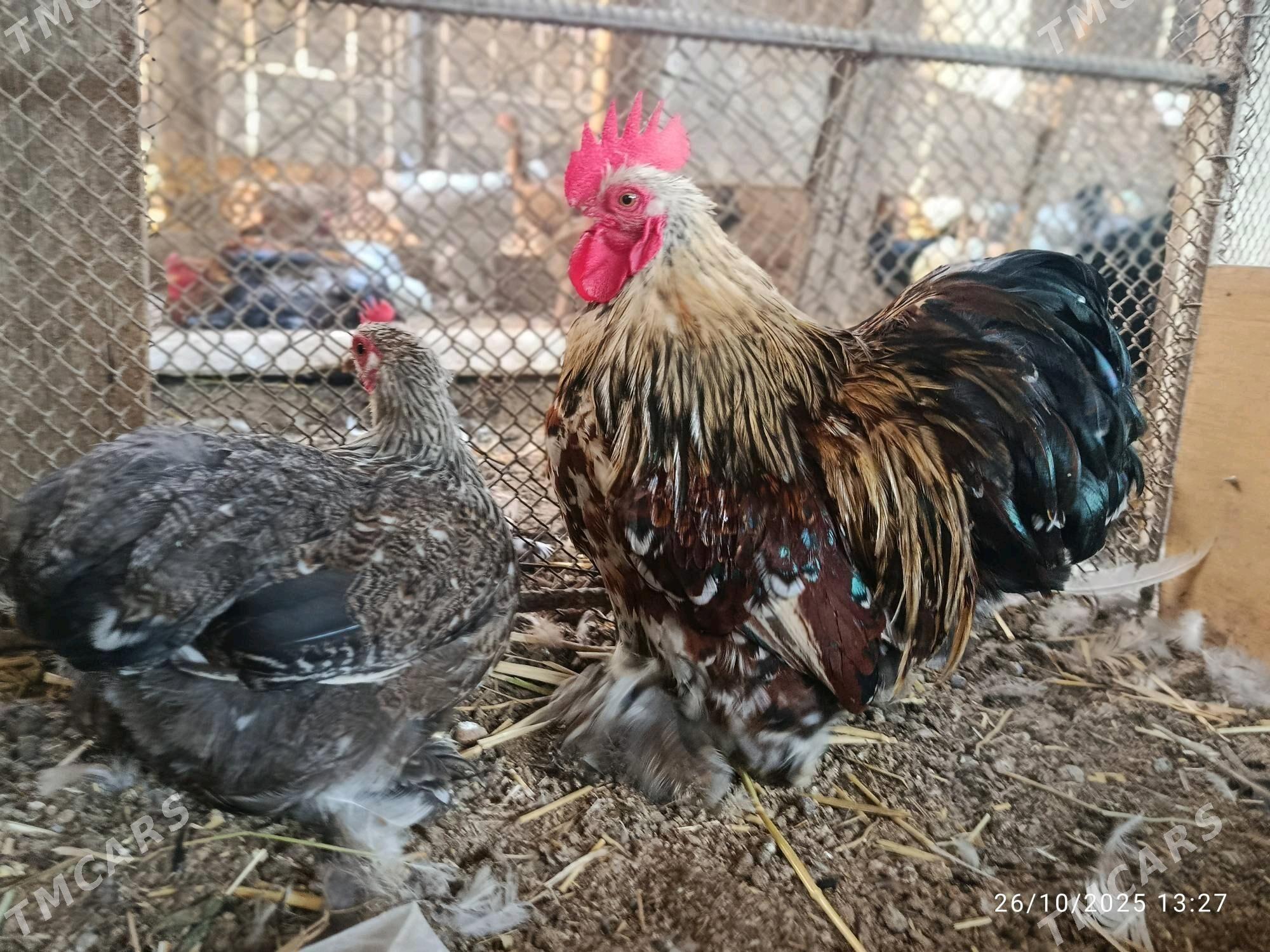 Kohin - Дянев - img 1