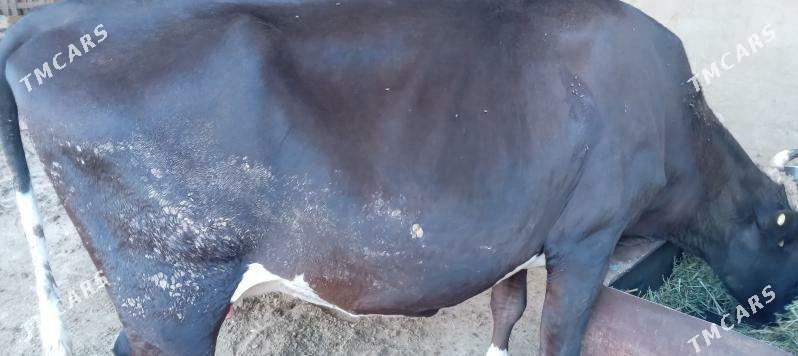 СЫГЫР ГОЛЕЛИ - Теджен - img 1