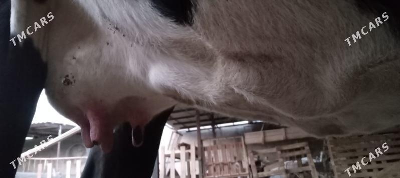 СЫГЫР ГОЛЕЛИ - Теджен - img 2