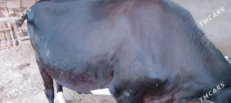 СЫГЫР ГОЛЕЛИ - Теджен - img 3