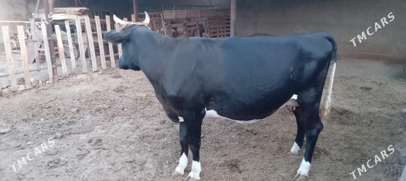 СЫГЫР ГОЛЕЛИ - Теджен - img 5