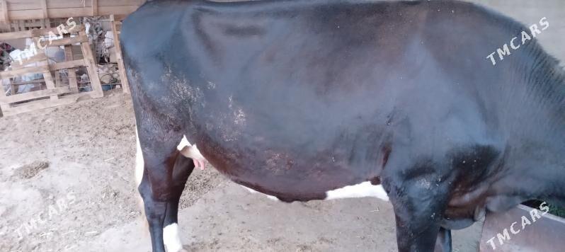 СЫГЫР ГОЛЕЛИ - Теджен - img 6