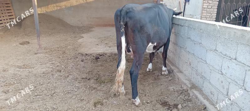 СЫГЫР ГОЛЕЛИ - Теджен - img 4