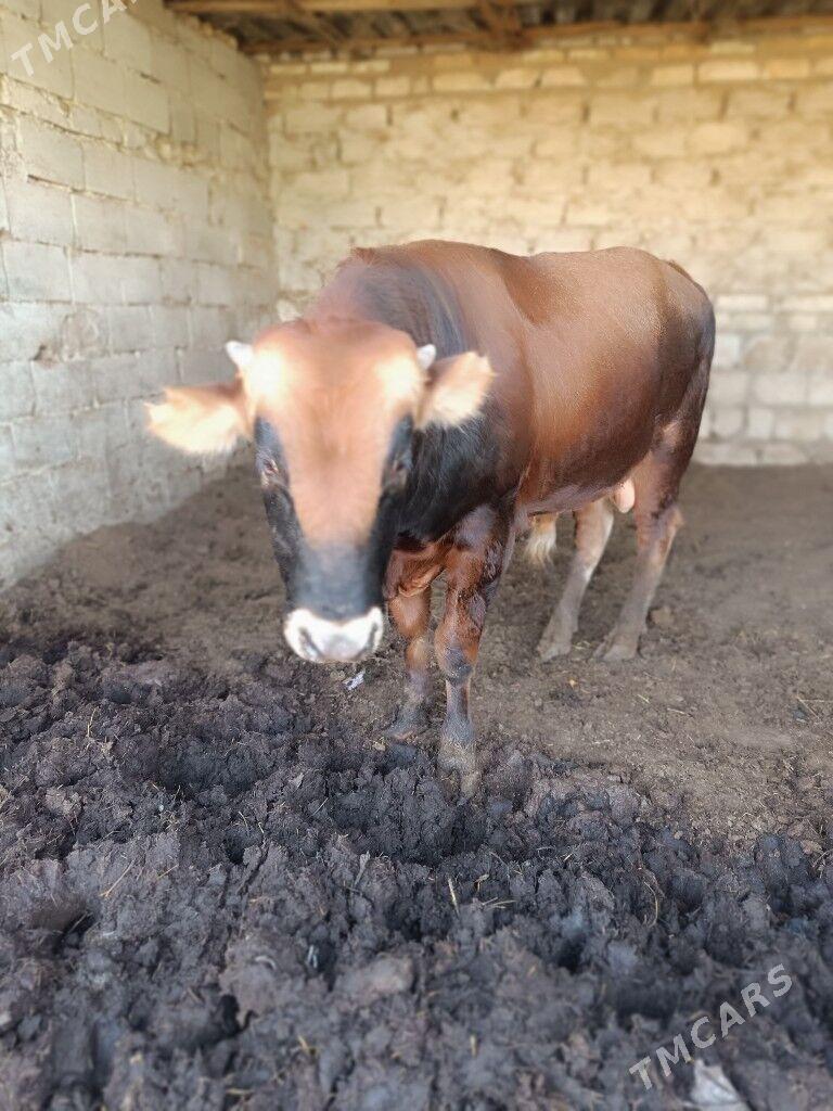 Okuz - Änew - img 2