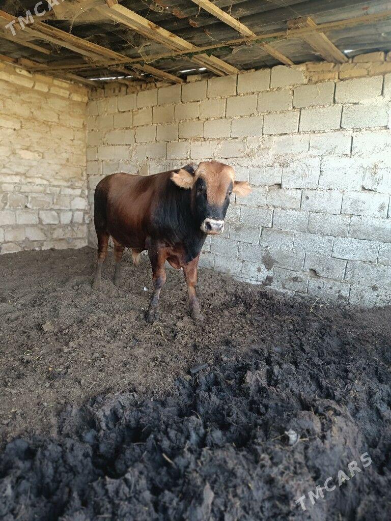 Okuz - Änew - img 4