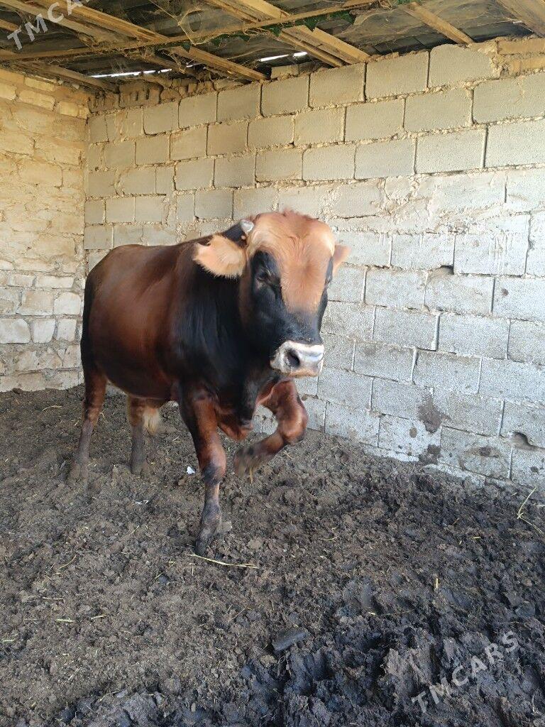 Okuz - Änew - img 1