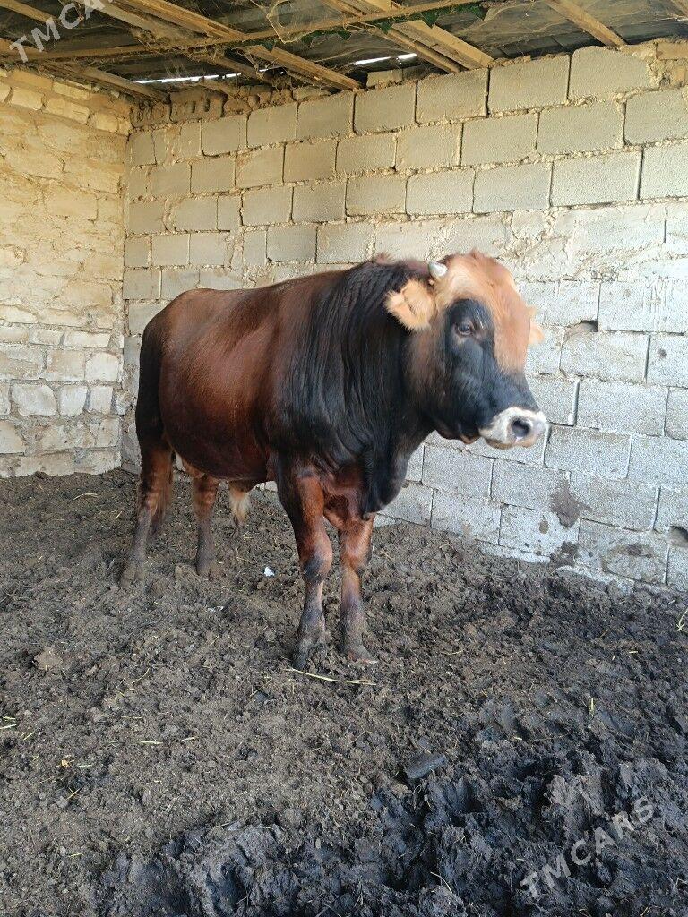 Okuz - Änew - img 3