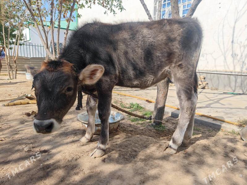 Göleli sygyr - Ak bugdaý etraby - img 2