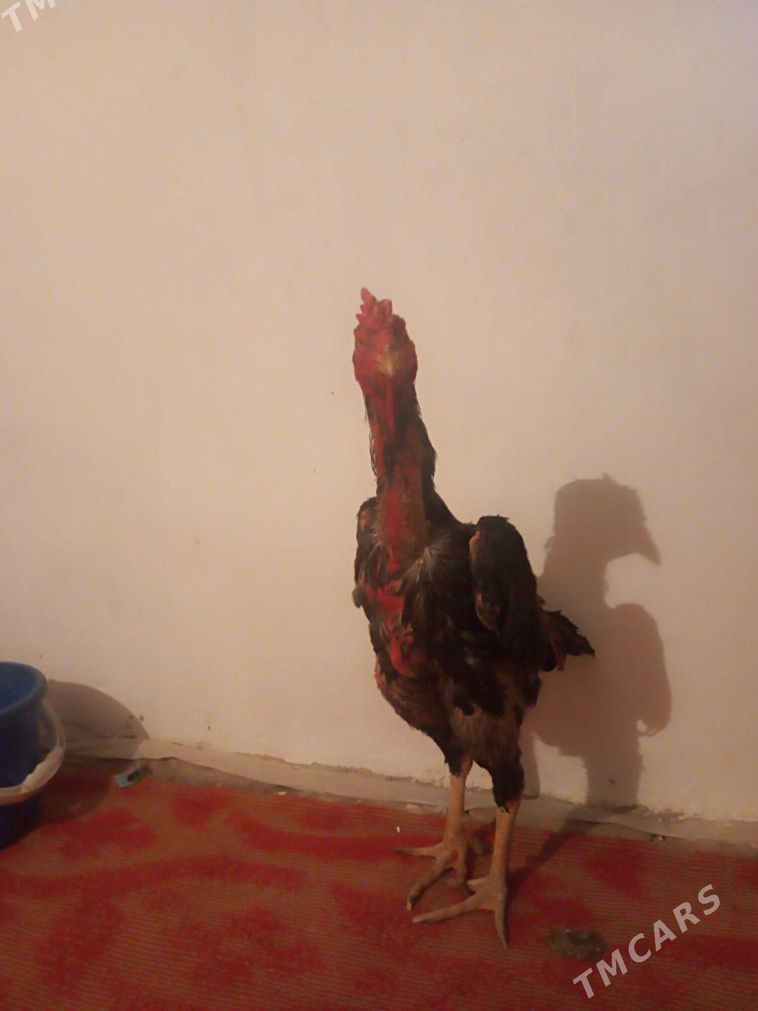 Horaz - Саят - img 2