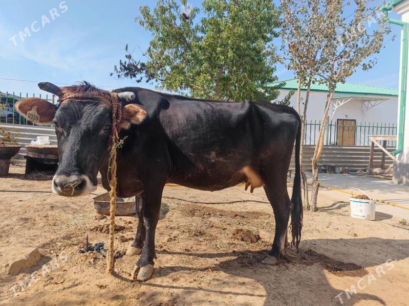 Göleli sygyr - Ak bugdaý etraby - img 3