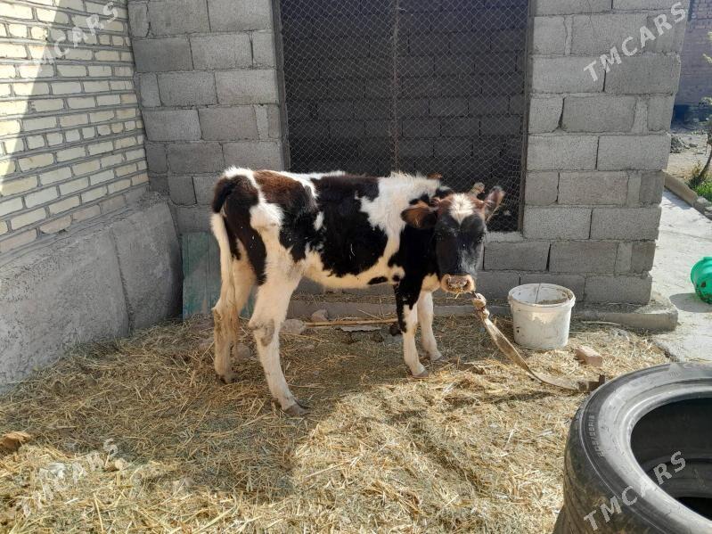 ala gole - Babadaýhan - img 2