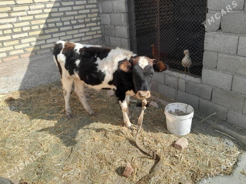 ala gole - Babadaýhan - img 3