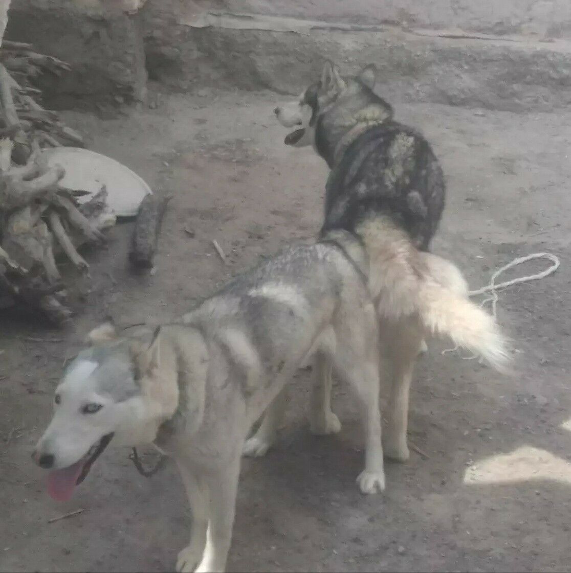 Хасики Чагалари - Köneürgenç - img 2