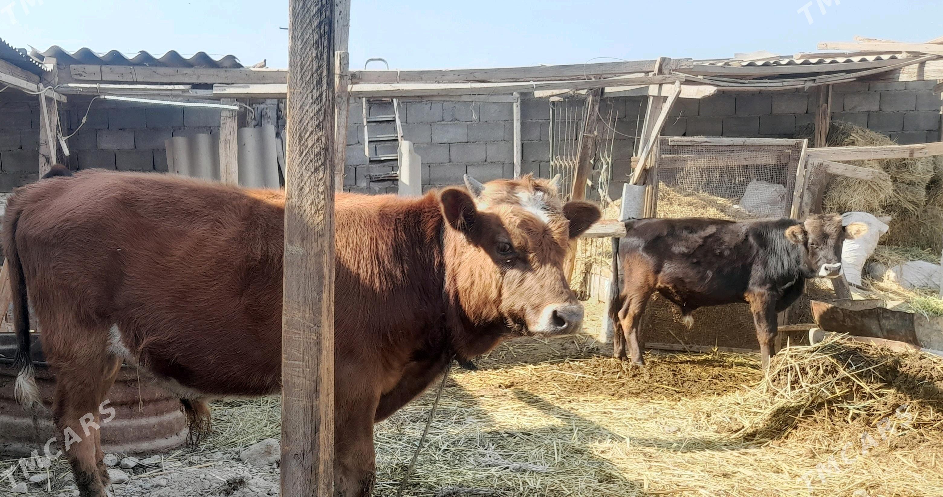 öküz - Ашхабад - img 1