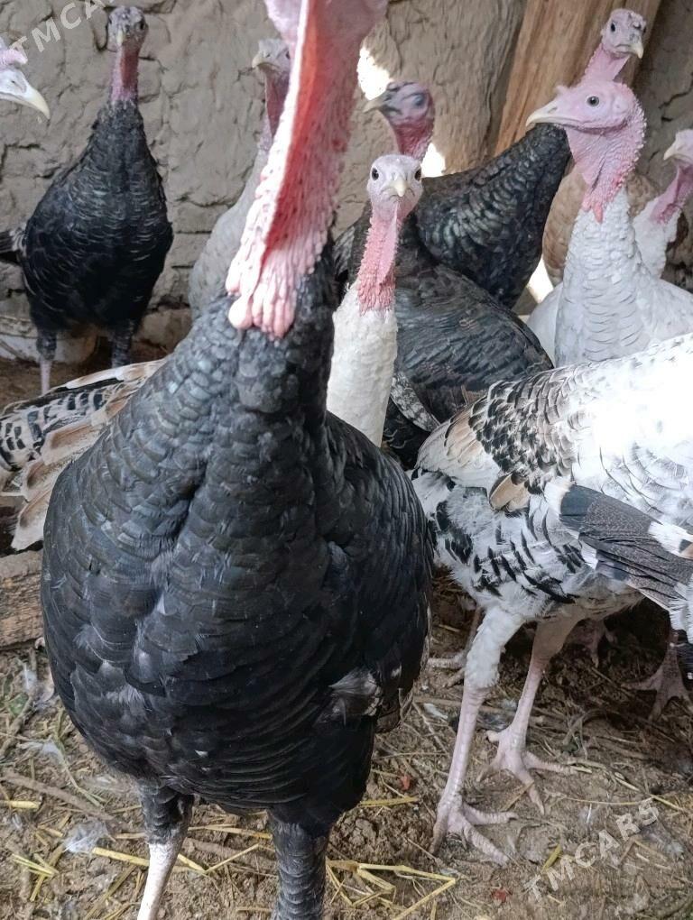 erkek indyuklar - Çärjew - img 5