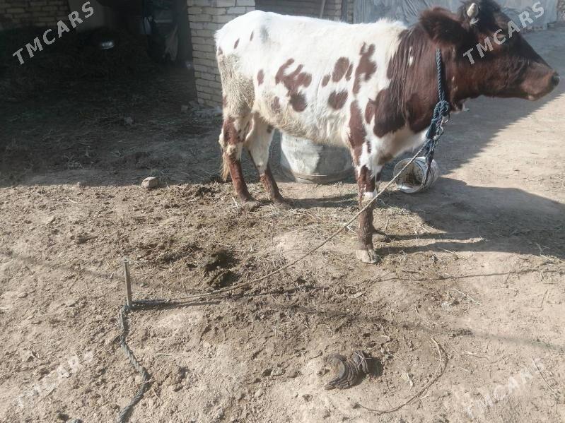 Gulojun we Sygyr - Baýramaly - img 3