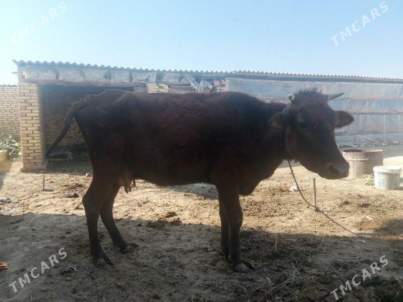 Gulojun we Sygyr - Baýramaly - img 2