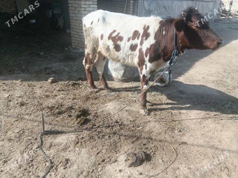 Gulojun we Sygyr - Baýramaly - img 4