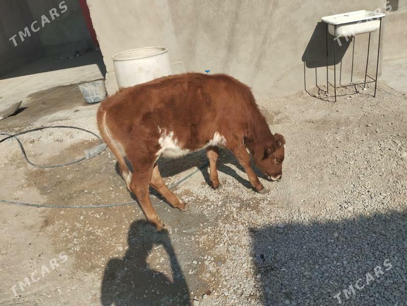 Gaçar - Balkanabat - img 5