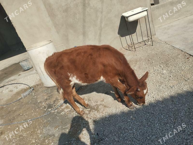 Gaçar - Balkanabat - img 3