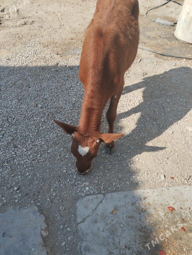 Gaçar - Balkanabat - img 1