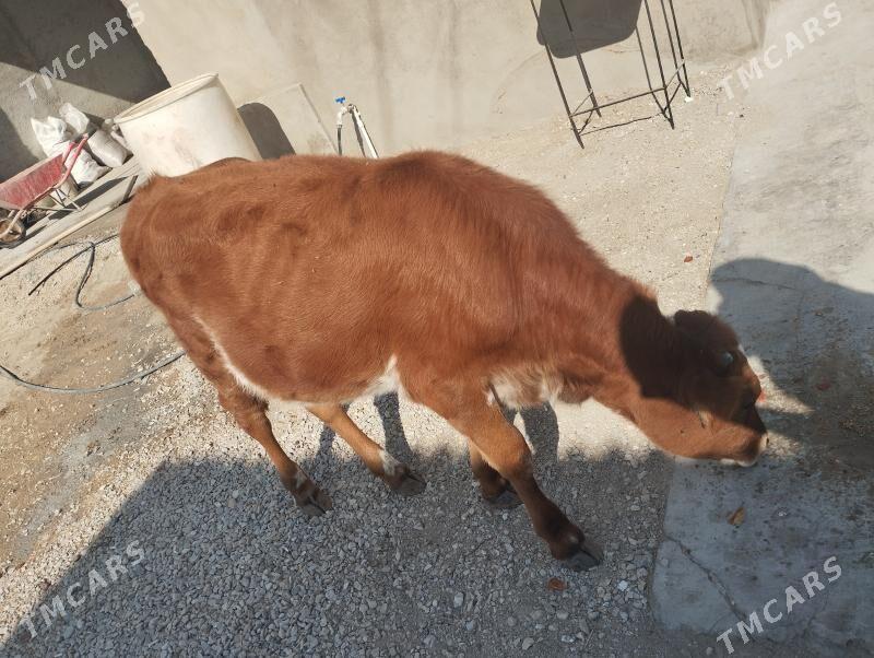 Gaçar - Balkanabat - img 4