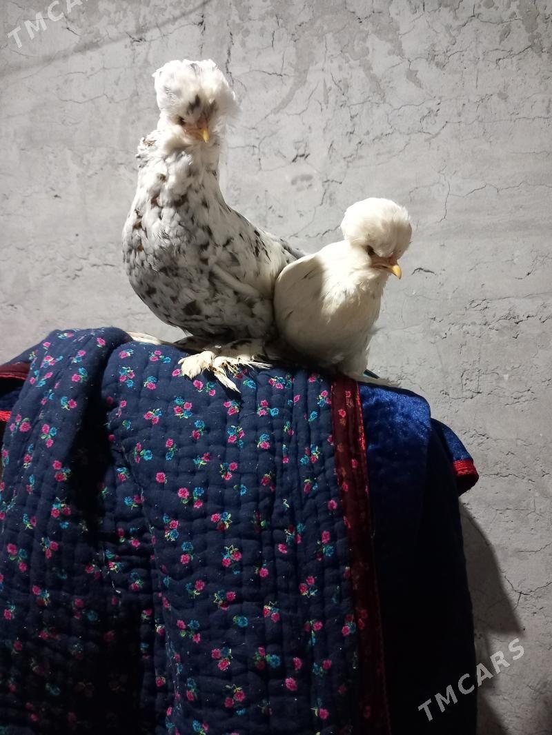 troyka karliklar - Saýat - img 4